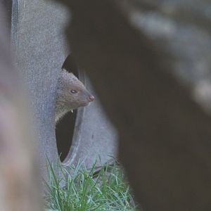 Indian Grey Mongoose (Herpestes edwardsii), October 2014