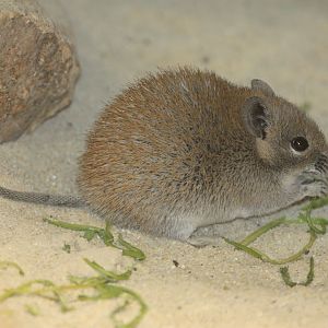 Golden Spiny Mouse (Acomys russatus)