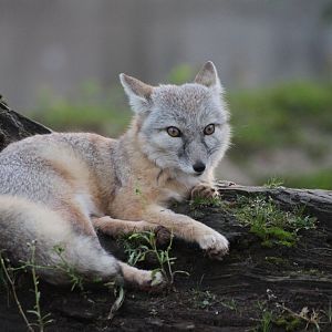 Corsac Fox (Vulpes corsac), October 2014