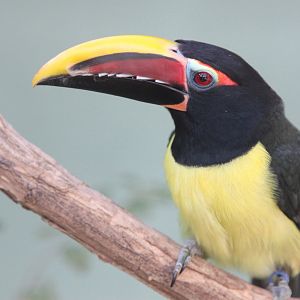 Green Aracari (Pteroglossus viridis), October 2014