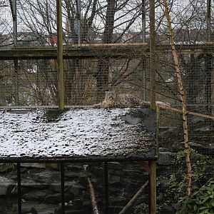 Snow Leopard enclosure