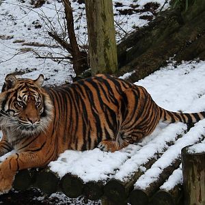 Sumatran Tiger in snow
