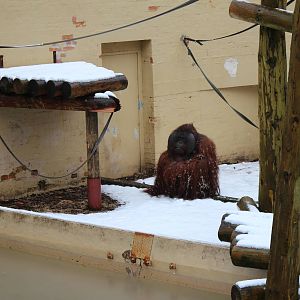 Borneon Orang in snow