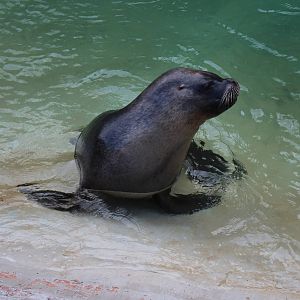 Patagonian Sealion
