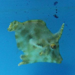 Matted filefish