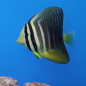 Sailfin tang