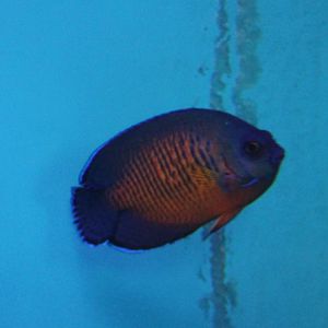 Two-spined angelfish
