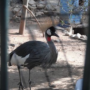 Grey crowned crane- 1st/Jan/2011