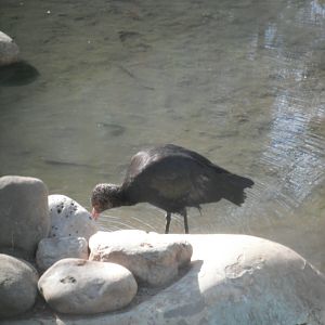 Glossy ibis- 1/Jan/2011