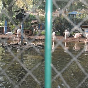 Flamingo exhibit- 1/Jan/2011
