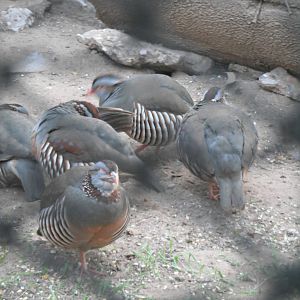 Partridges - 1/Jan/2011