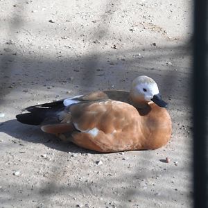 Ruddy Shelduck- 1/Jan/2011