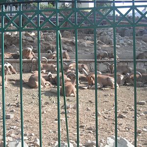 Exhibit for Barbary goats - 1/Jan/2011