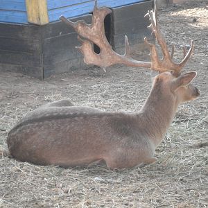 Fallow deer- 1/Jan/2011