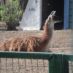 Guanaco- 1/Jan/2011