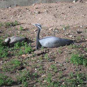 Demoiselle crane- 1/Jan/2011