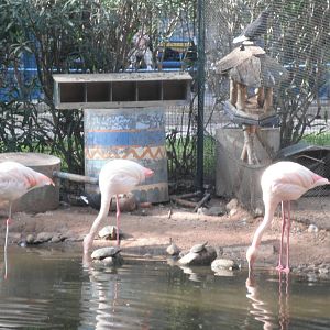 Flamingos - 1st/Jan/2011