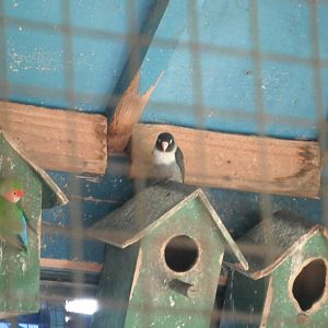 Lovebirds- 1st/Jan/2011