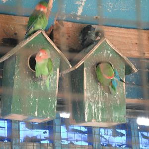 Lovebirds- 1st/Jan/2011