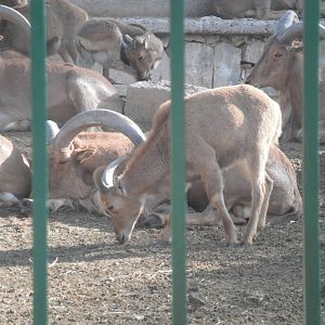 Barbary goats- 1st/Jan/2011