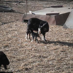 Goat with baby- 1st/Jan/2011
