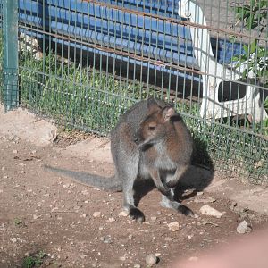 Red-necked Wallaby- 1st/Jan/2011