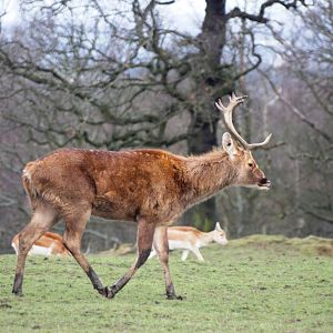 Barasingha at Knowsley, 01/02/15