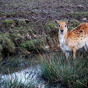 Kafue Lechwe at Knowsley, 01/02/15