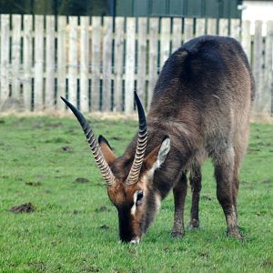 Ellipsen Waterbuck at Knowsley, 01/02/15