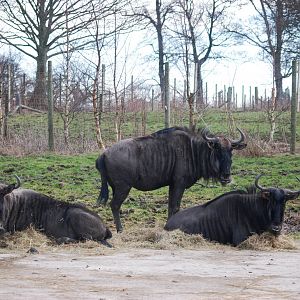 Brindled Gnu at Knowsley, 01/02/15