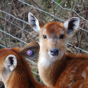 Western Sitatunga at Knowsley, 01/02/15