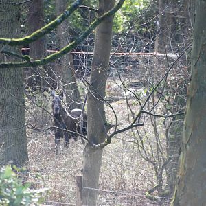 European Moose at Knowsley, 01/02/15