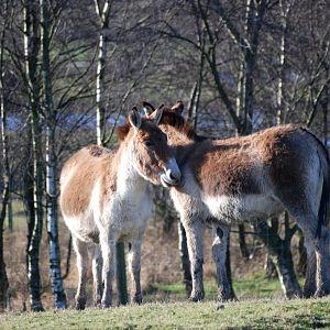Eastern Kiangs at Knowsley, 01/02/15