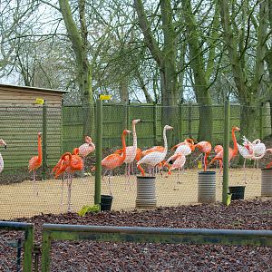 American flamingo : Whipsnade : 25 Jan 2015