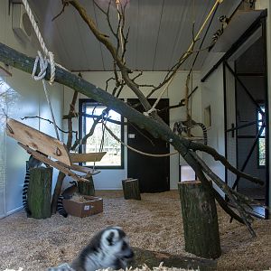 Ring-tailed lemur (exhibit) : Whipsnade : 25 Jan 2015