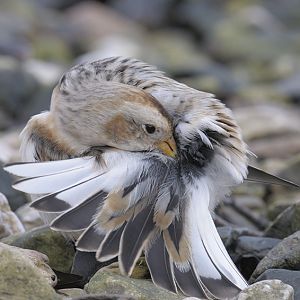 Snow Bunting preening