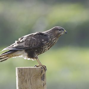 Common Buzzard