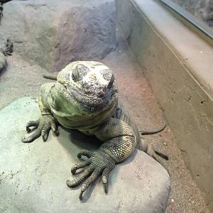 San Esteban Island Chuckwalla