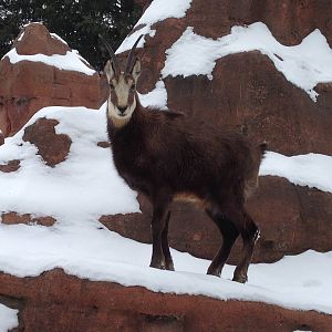 Chamois