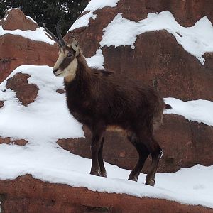 Chamois