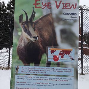 Chamois Signage