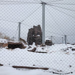 Snow Leopard Exhibit