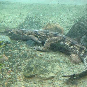 False Gharial