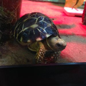 Baby Burmese Star Tortoise