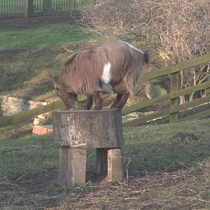 Daisy impersonating a circus elephant, 30th January 2015