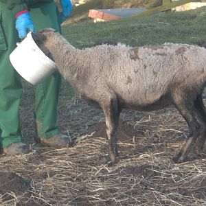 Feeding Florrie, 30th January 2015