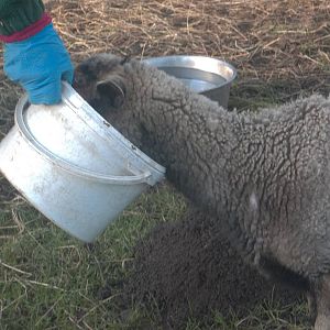 Feeding Florrie, 30th January 2015