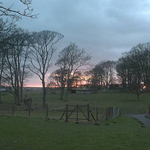 A glow over the deer shelter, 31st January 2015