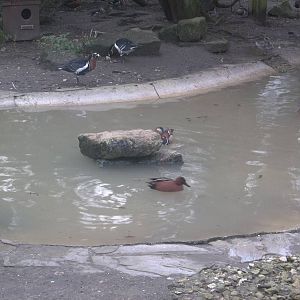 Is milky water spreading throughout Yorkshire? 1st February 2015