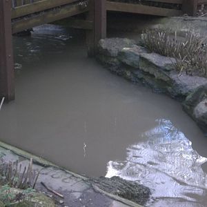 Is milky water spreading throughout Yorkshire? 1st February 2015